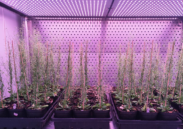 Arabidopsis growing room
