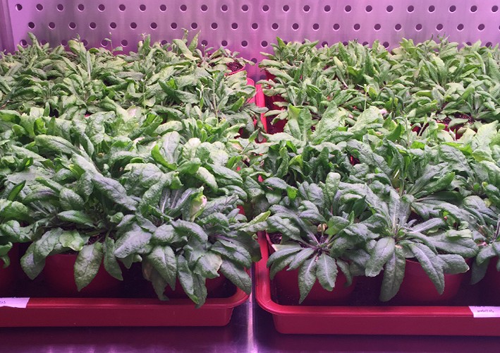 Arabidopsis growing room