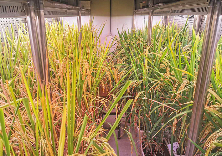 Transgenic rice growing room