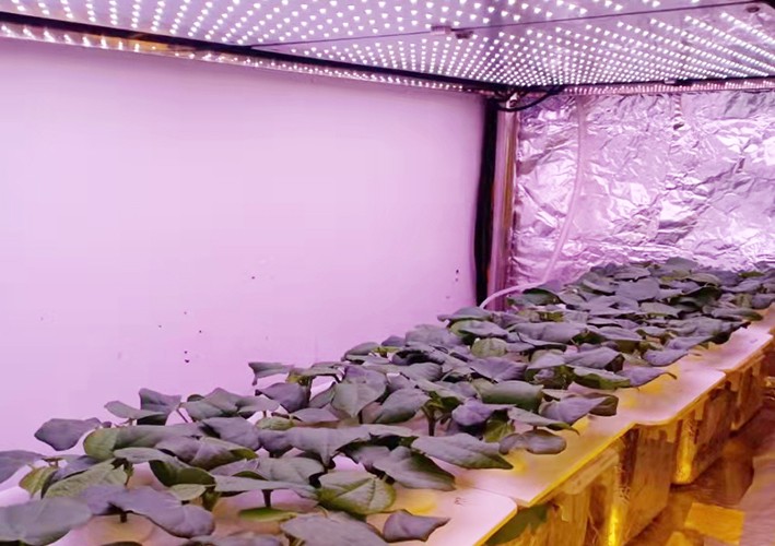Cotton growing room