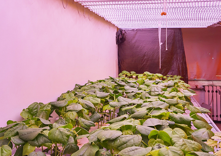 Cotton growing room