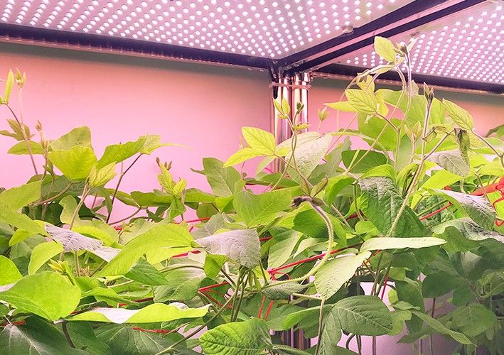 Soybean growing room