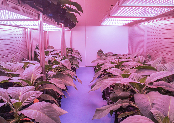 Tobacco growing room