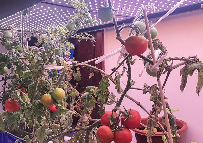 Tomato growing room