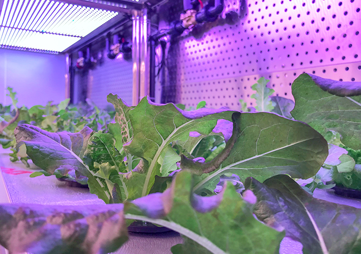 Lettuce growing room